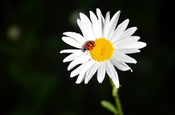 无版权图片素材平台